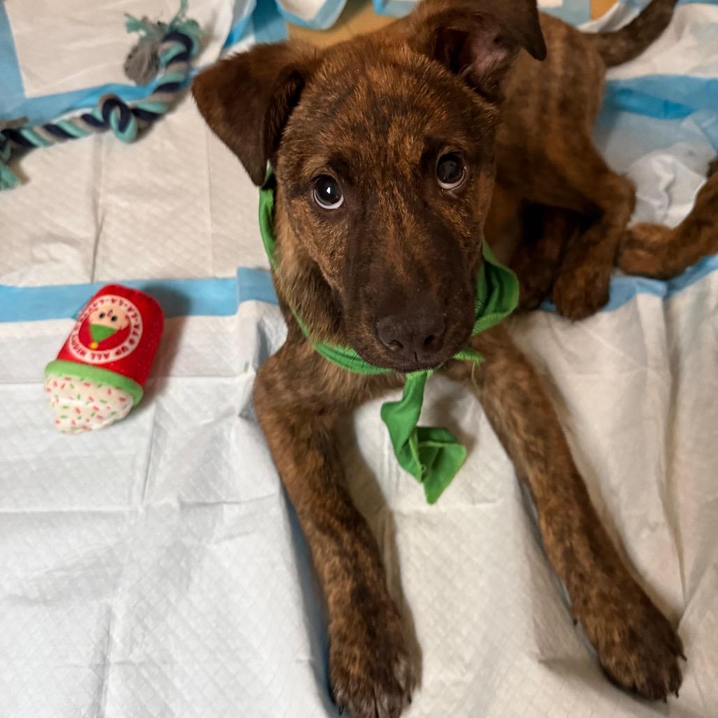 Teddy, a Adoptable Mixed Breed in Tacoma, WA image 2/6