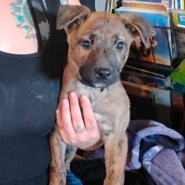 Teddy, a Adoptable Mixed Breed in Tacoma, WA image 3/6