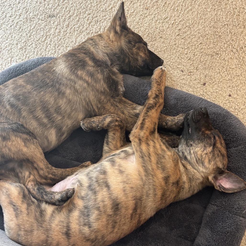 Teddy, a Adoptable Mixed Breed in Tacoma, WA image 4/6