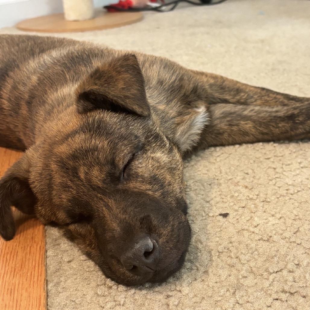 Teddy, a Adoptable Mixed Breed in Tacoma, WA image 5/6