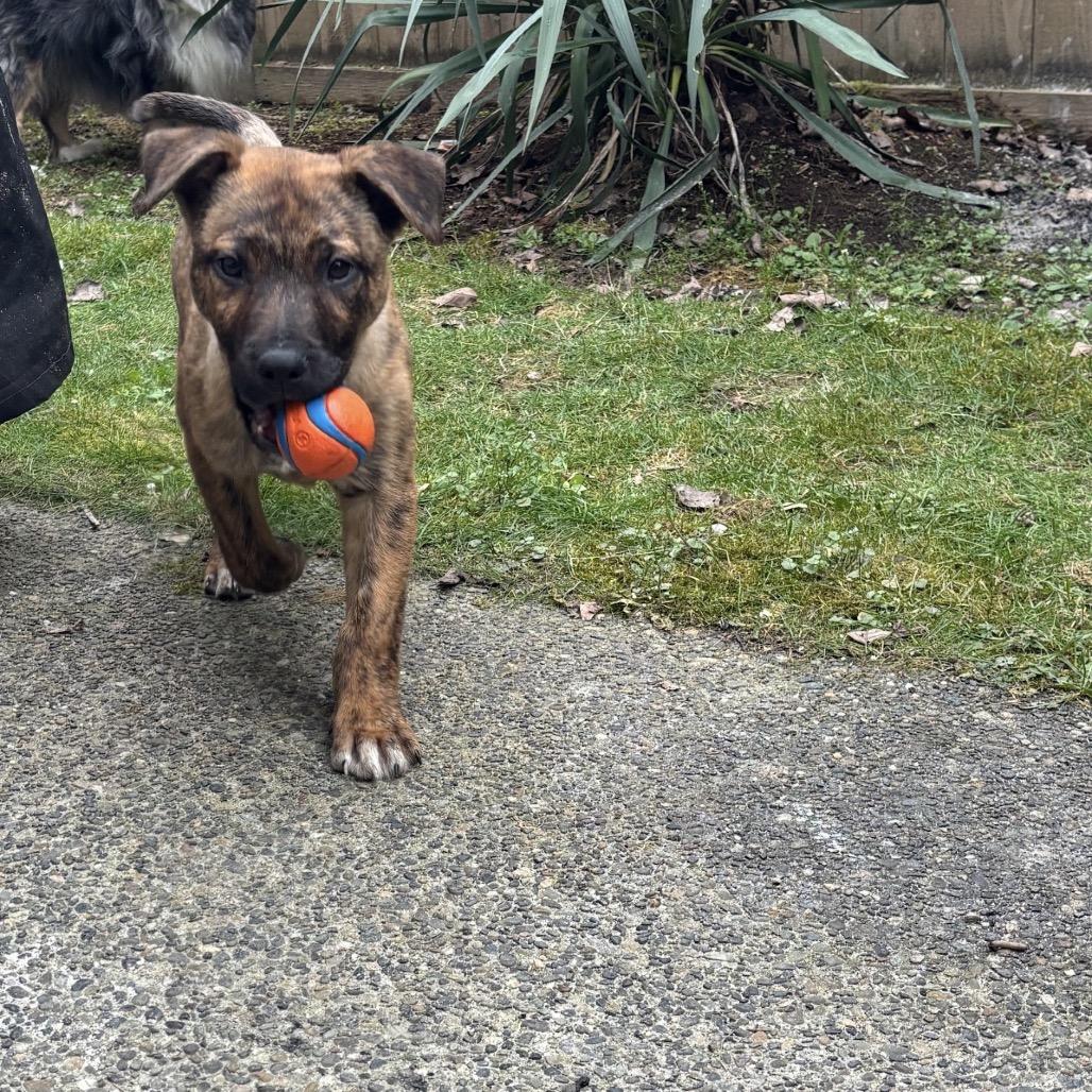 Teddy, a Adoptable Mixed Breed in Tacoma, WA image 6/6