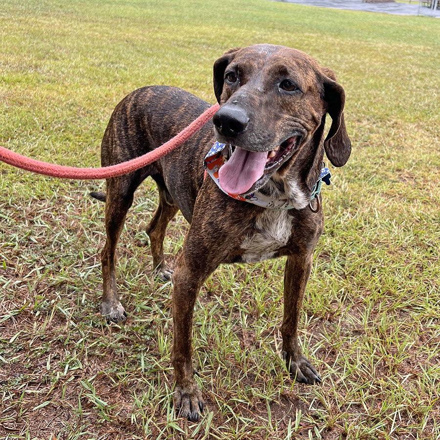 Dobby, a Adoptable Plott Hound image 1/3