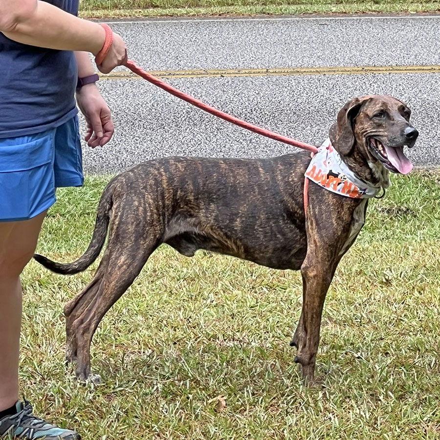 Dobby, a Adoptable Plott Hound image 2/3