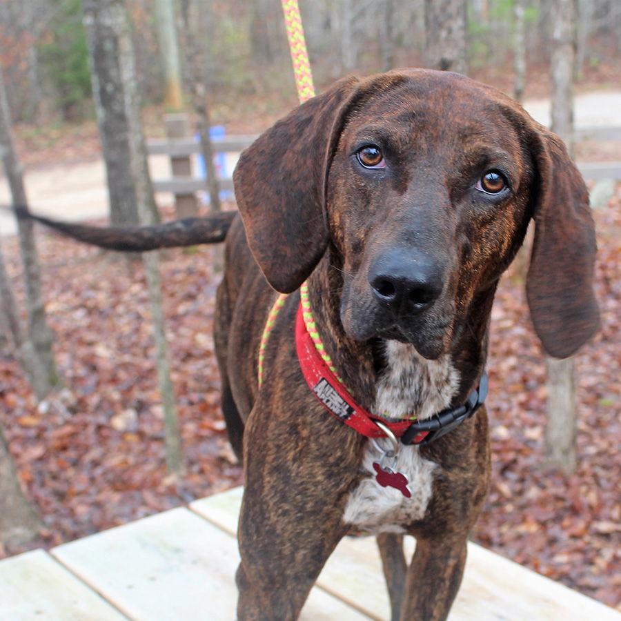 Dobby, a Adoptable Plott Hound image 3/3