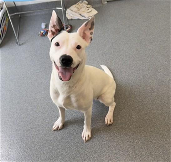 INKY, Adoptable, Young Female Pit Bull Terrier.