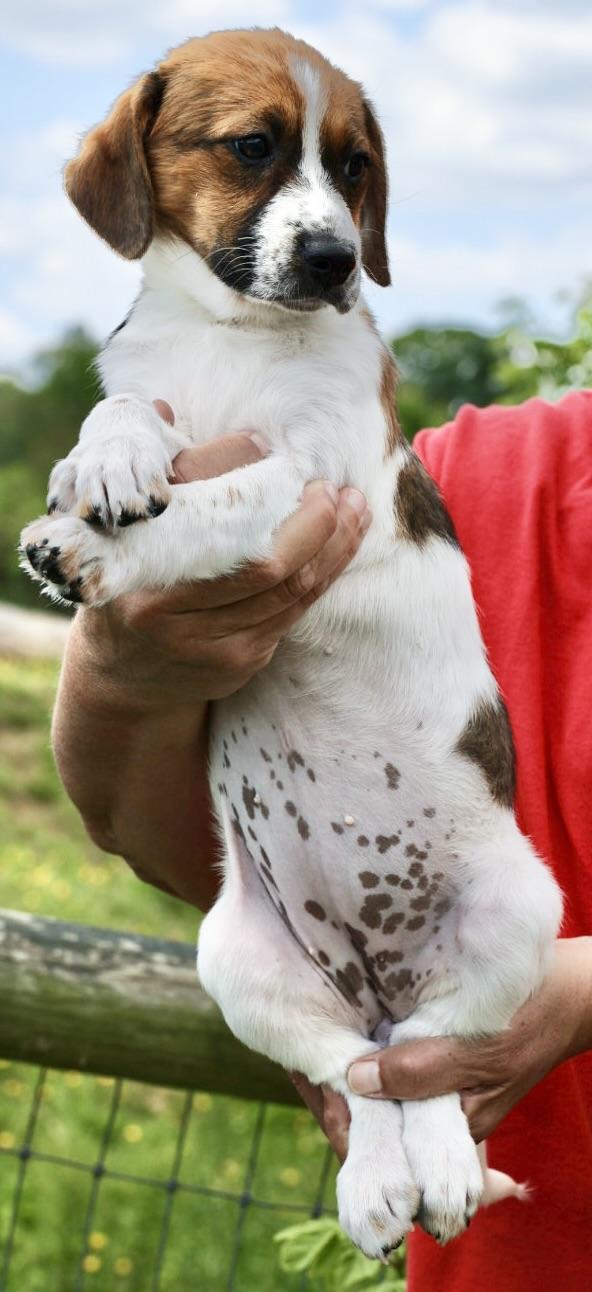 Enlarge Willa-Available! www.LHAR.dog to Apply!, an adoptable mixed breed in Frederick, MD image 3/6