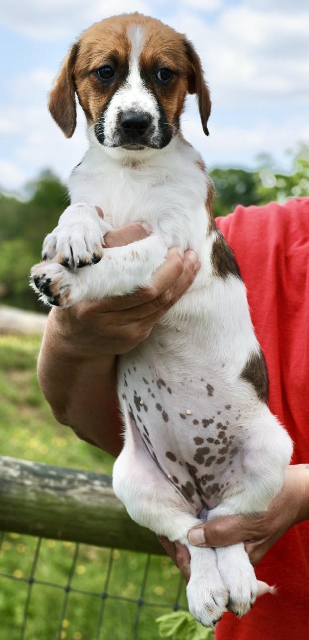 Enlarge Willa-Available! www.LHAR.dog to Apply!, an adoptable mixed breed in Frederick, MD image 5/6