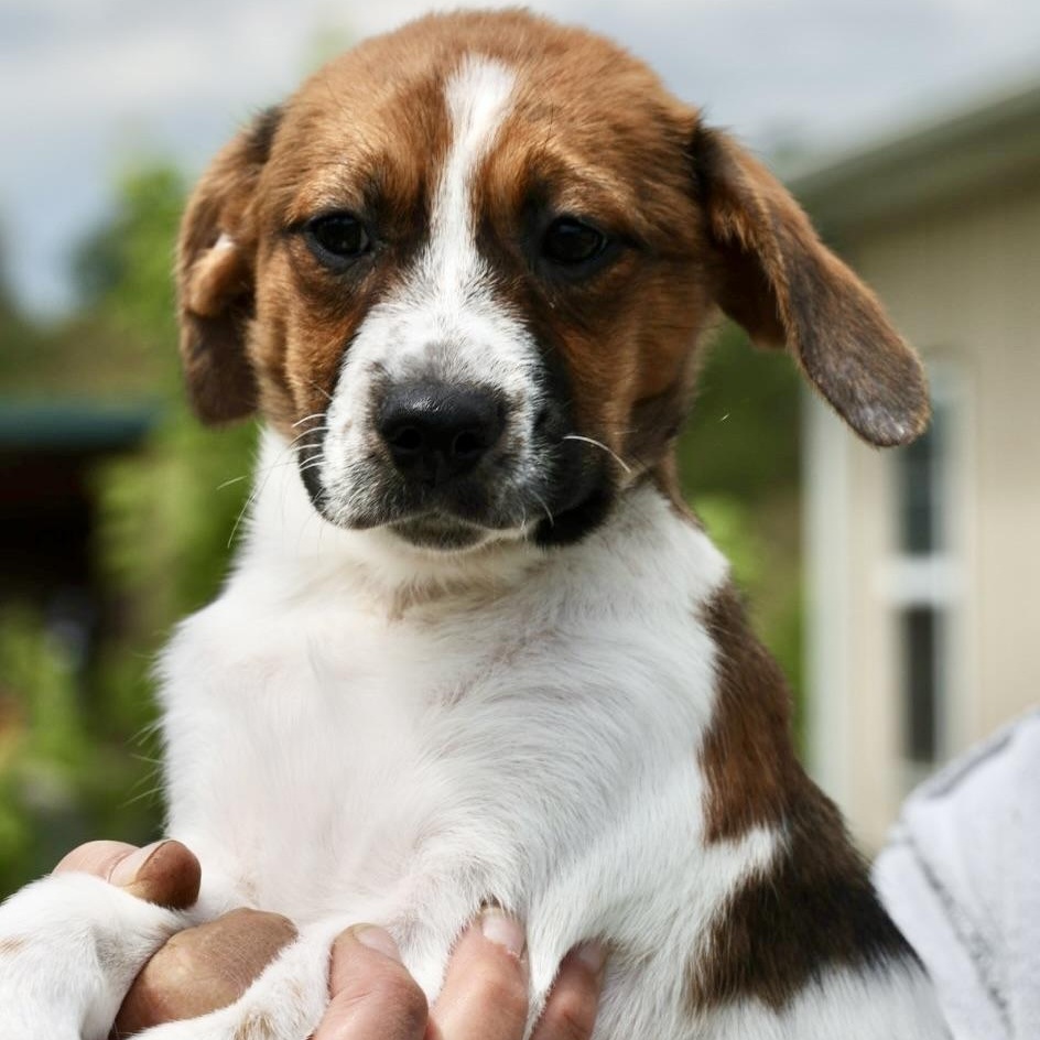 Enlarge Willa-Available! www.LHAR.dog to Apply!, an adoptable mixed breed in Frederick, MD image 2/6
