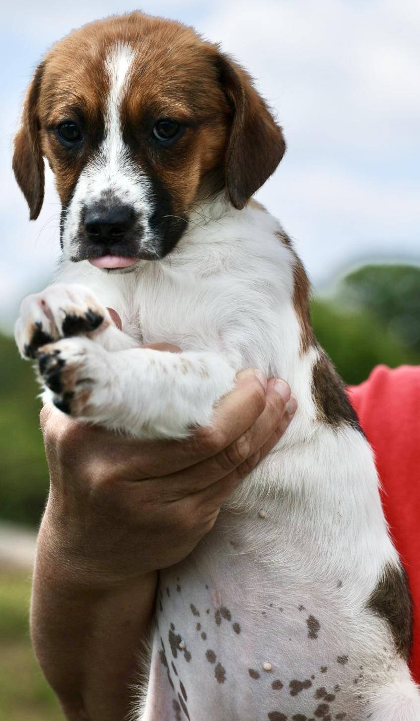Enlarge Willa-Available! www.LHAR.dog to Apply!, an adoptable mixed breed in Frederick, MD image 4/6