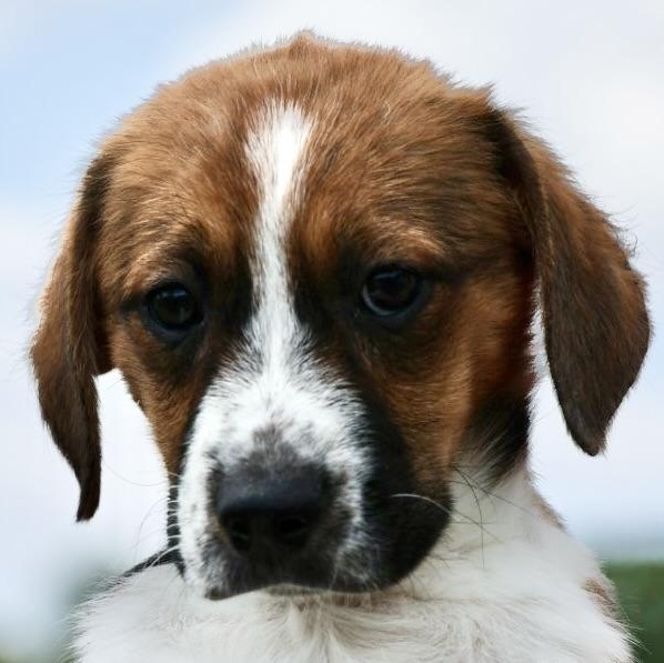 Enlarge Willa-Available! www.LHAR.dog to Apply!, an adoptable mixed breed in Frederick, MD image 1/6