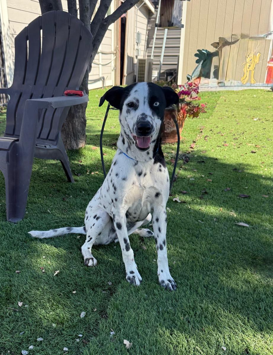 Cowgirl, adopted, Young Female Dalmatian & Labrador Retriever.