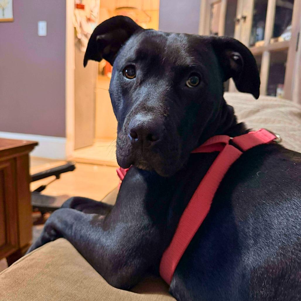 Star, Adoptable, Young Female Mixed Breed & Black Labrador Retriever.