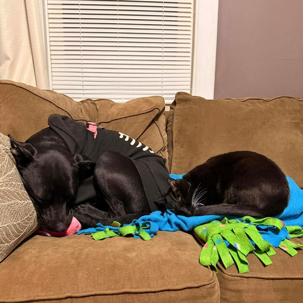 Enlarge Star, a Adoptable mixed breed in South Portland, ME image 1/5