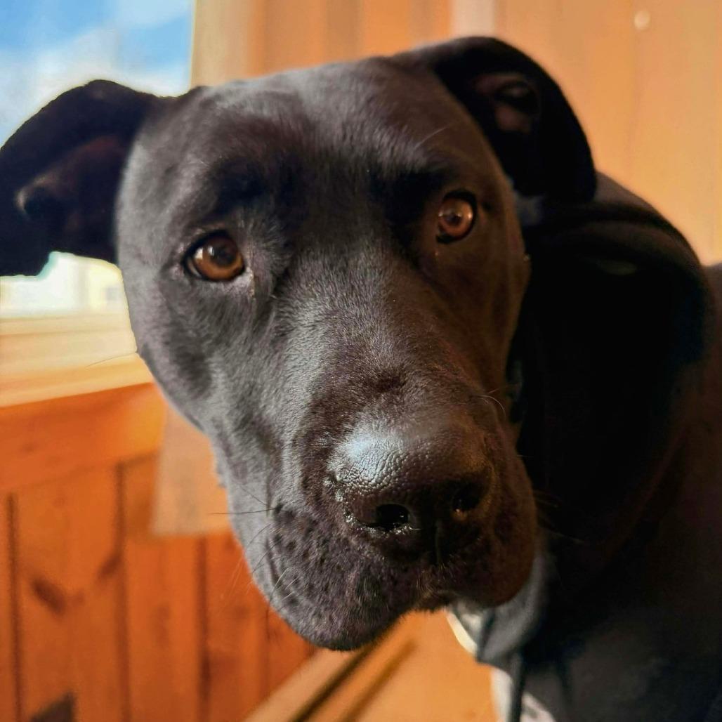 Enlarge Star, a Adoptable mixed breed in South Portland, ME image 2/4