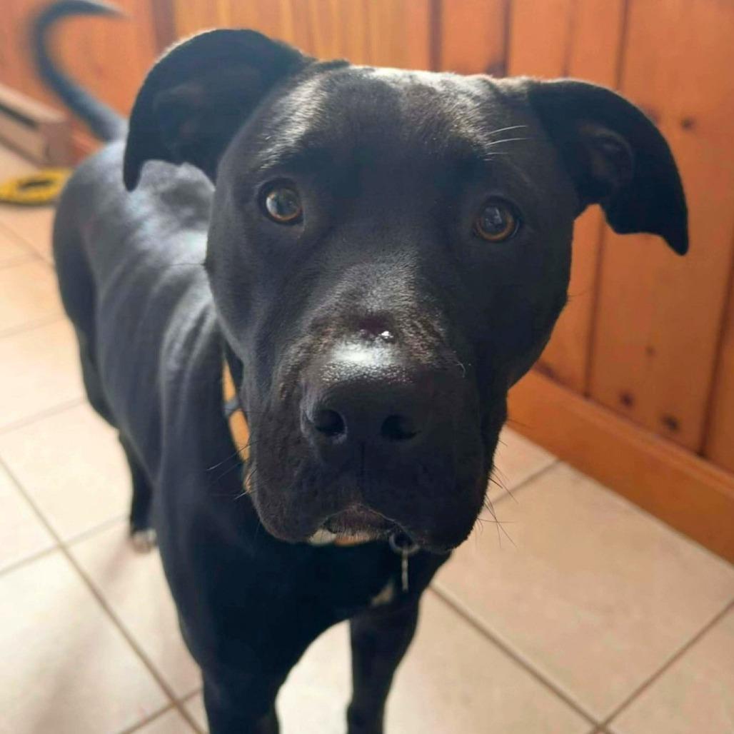 Enlarge Star, a Adoptable mixed breed in South Portland, ME image 3/4