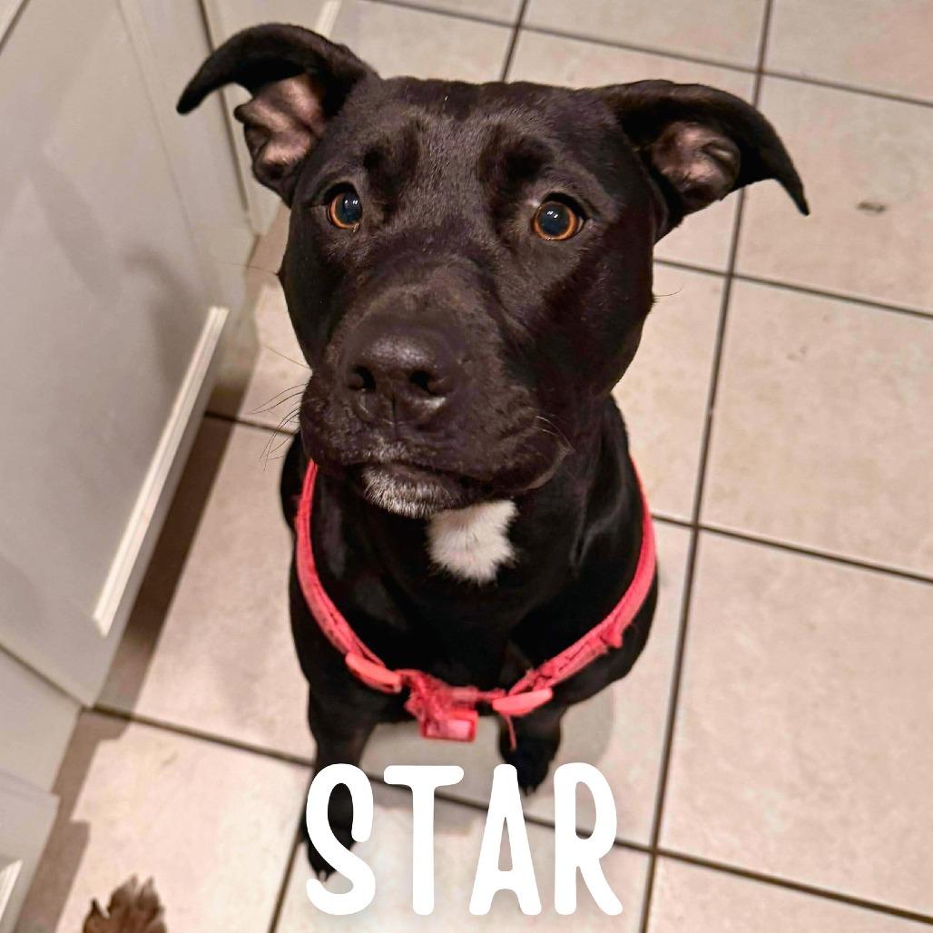 Enlarge Star, a Adoptable mixed breed in South Portland, ME image 3/5