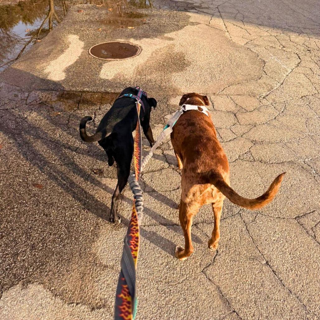 Star, Adoptable, Young Female Mixed Breed & Black Labrador Retriever.