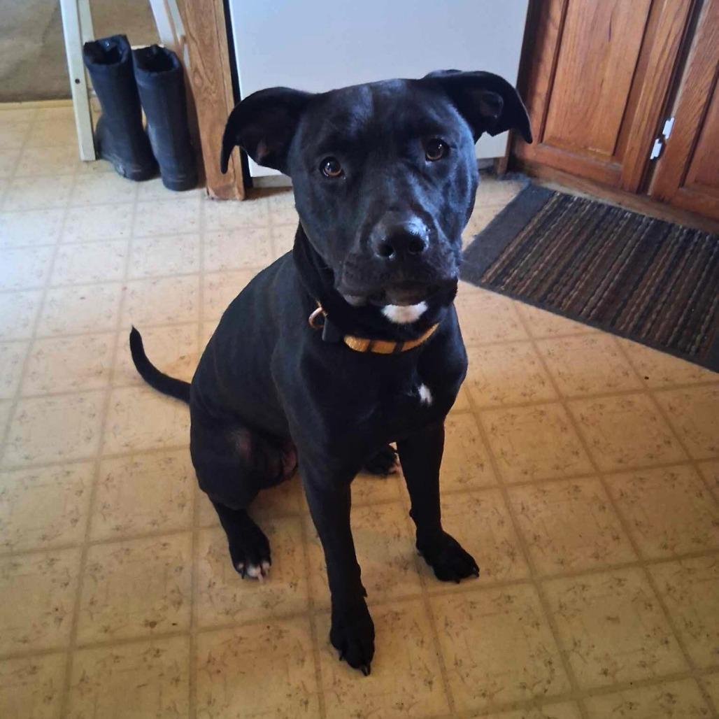 Enlarge Star, a Adoptable mixed breed in South Portland, ME image 4/4