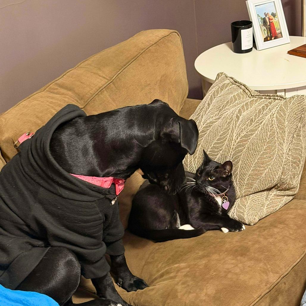 Enlarge Star, a Adoptable mixed breed in South Portland, ME image 4/5