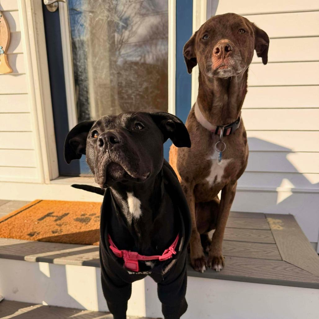 Enlarge Star, a Adoptable mixed breed in South Portland, ME image 5/5