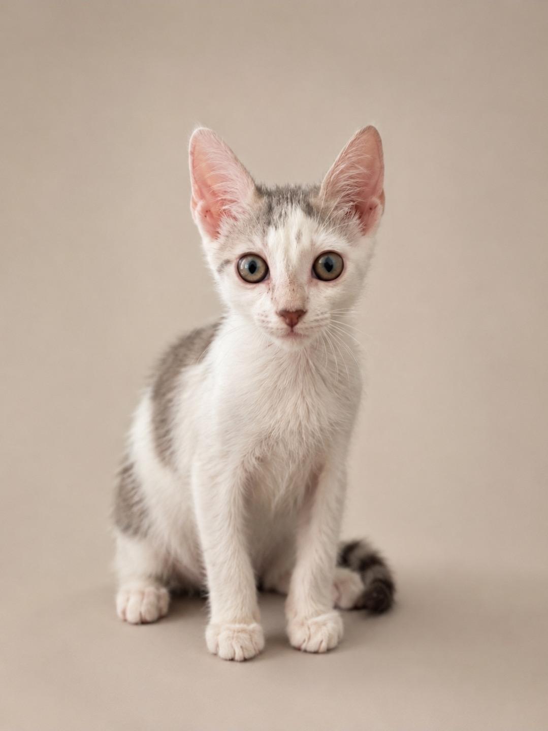 Enlarge Zion, an adopted American Shorthair in Miami, FL image 1/1