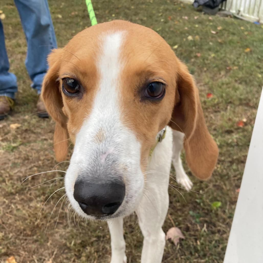 Clover, Adoptable, Adult Female Mixed Breed.