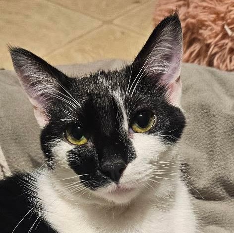 Enlarge Morticia, a Adoptable Domestic Short Hair in Santa Ana, CA image 1/6