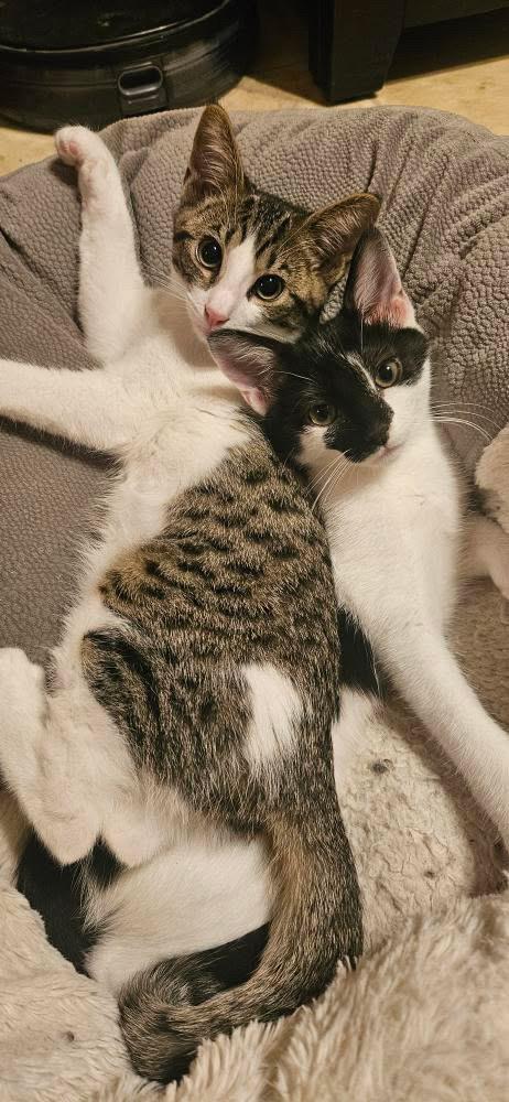 Enlarge Morticia, a Adoptable Domestic Short Hair in Santa Ana, CA image 6/6