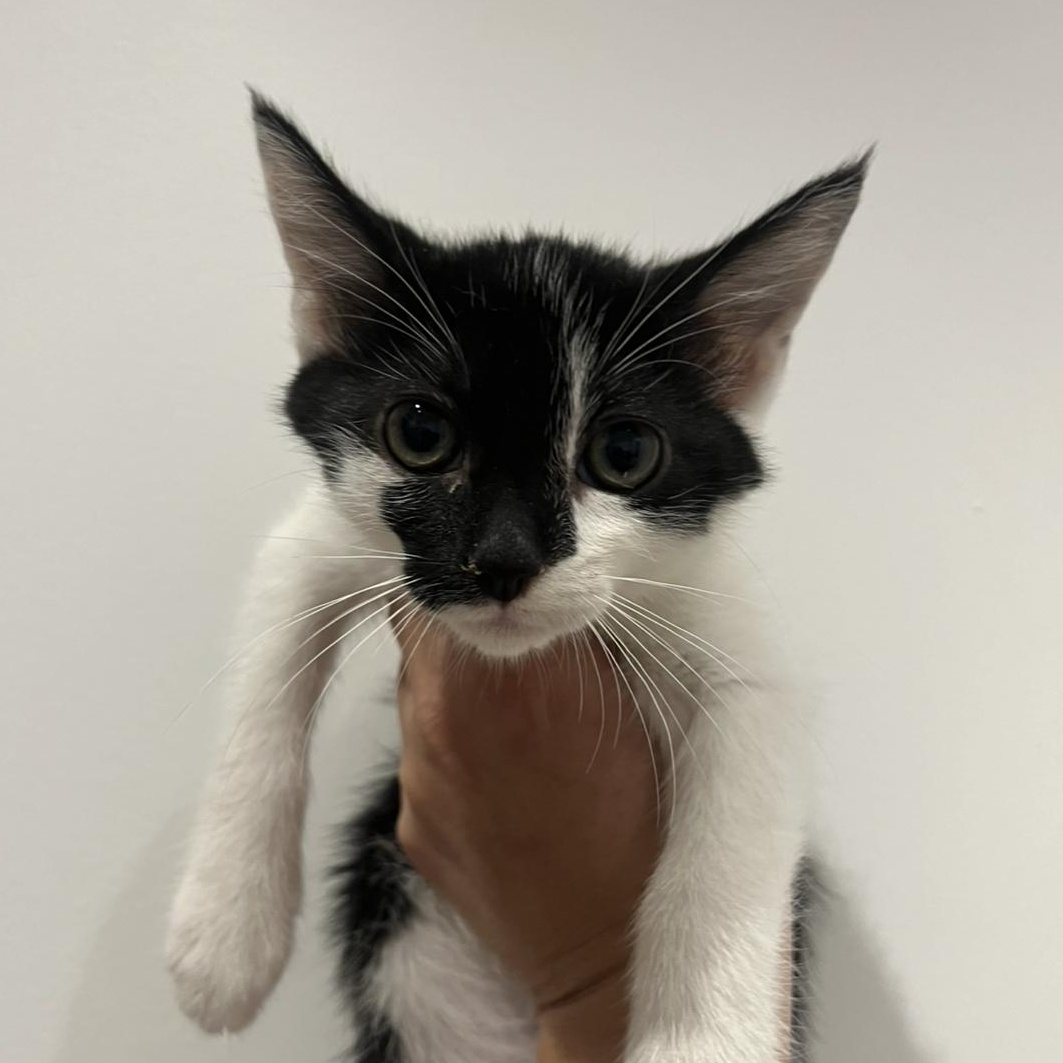 Enlarge Morticia, a Adoptable Domestic Short Hair in Santa Ana, CA image 3/6