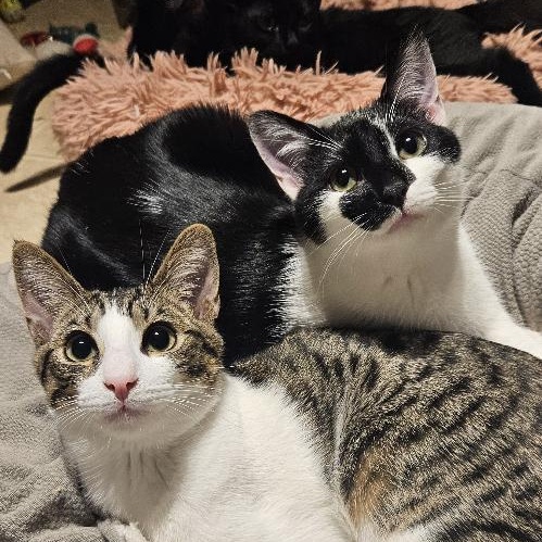 Enlarge Morticia, a Adoptable Domestic Short Hair in Santa Ana, CA image 5/6