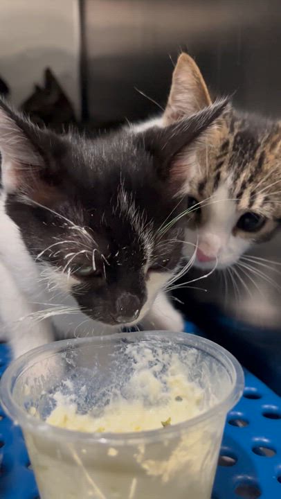 Enlarge Morticia, a Adoptable Domestic Short Hair in Santa Ana, CA video 4/6