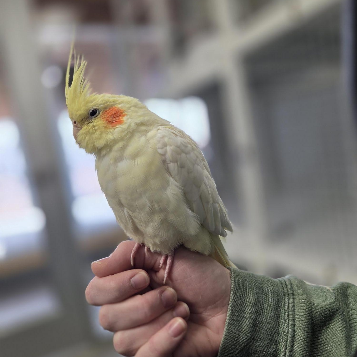 Enlarge Kevin, a ADOPTABLE Cockatiel in Iowa City, IA image 2/2