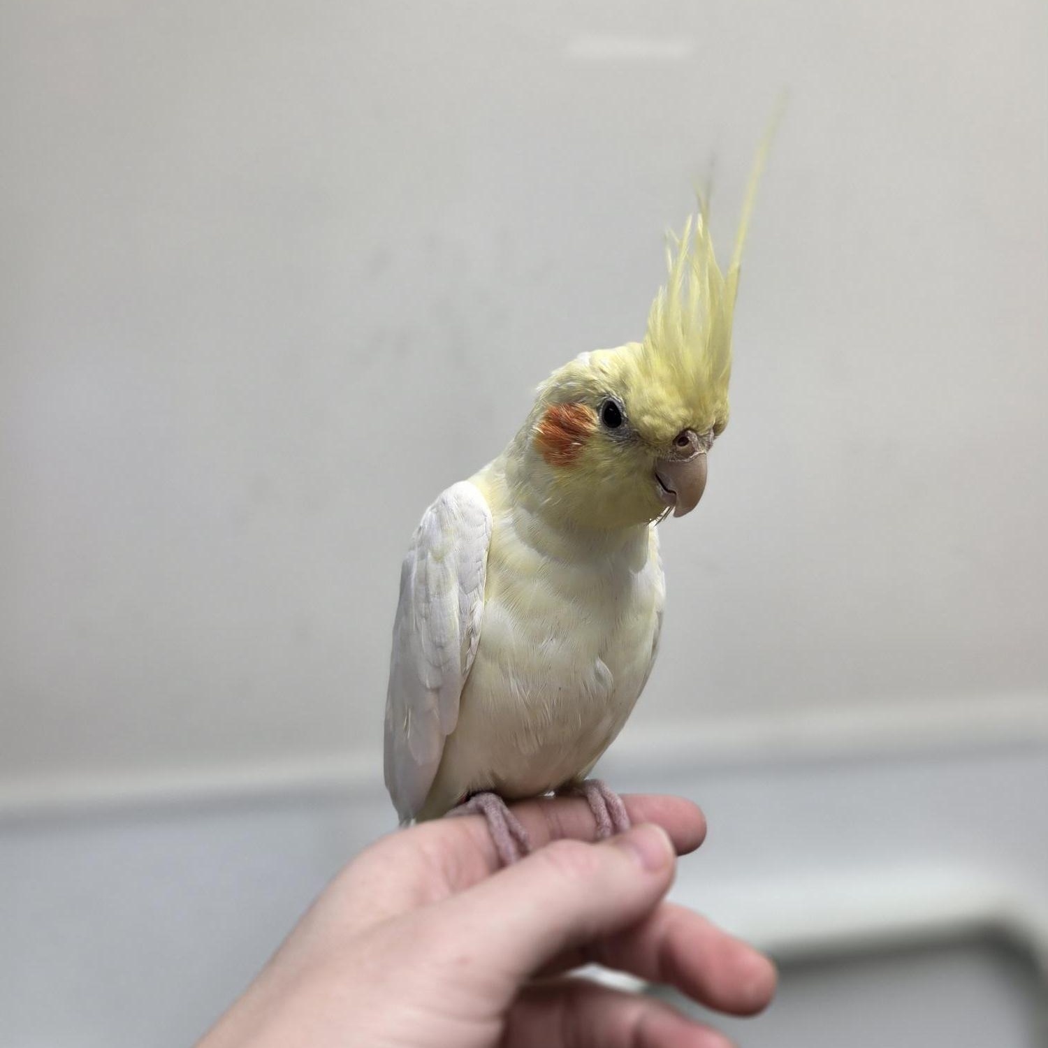 Enlarge Kevin, a ADOPTABLE Cockatiel in Iowa City, IA image 1/2