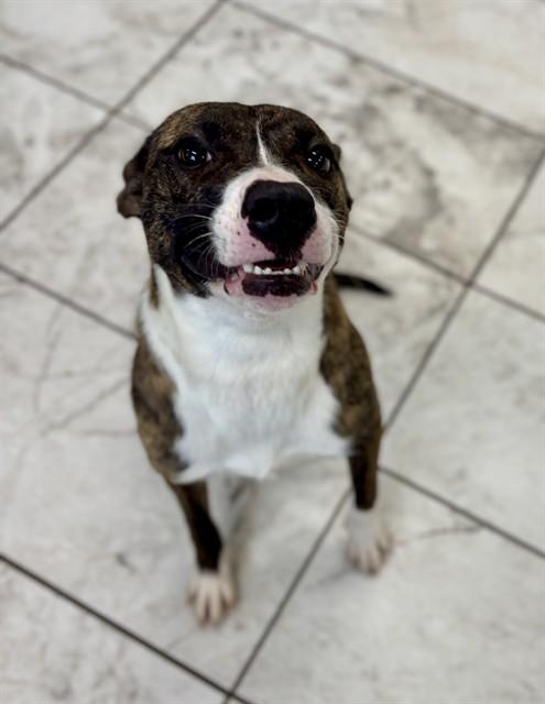 Enlarge BELL, a Adoptable mixed breed in Kalamazoo, MI image 1/1