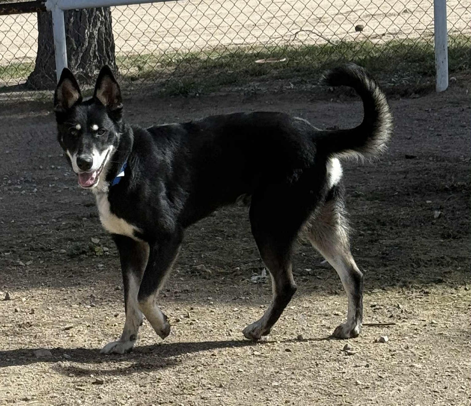 Enlarge Barkley, a ADOPTABLE mixed breed in Kuna, ID image 2/4
