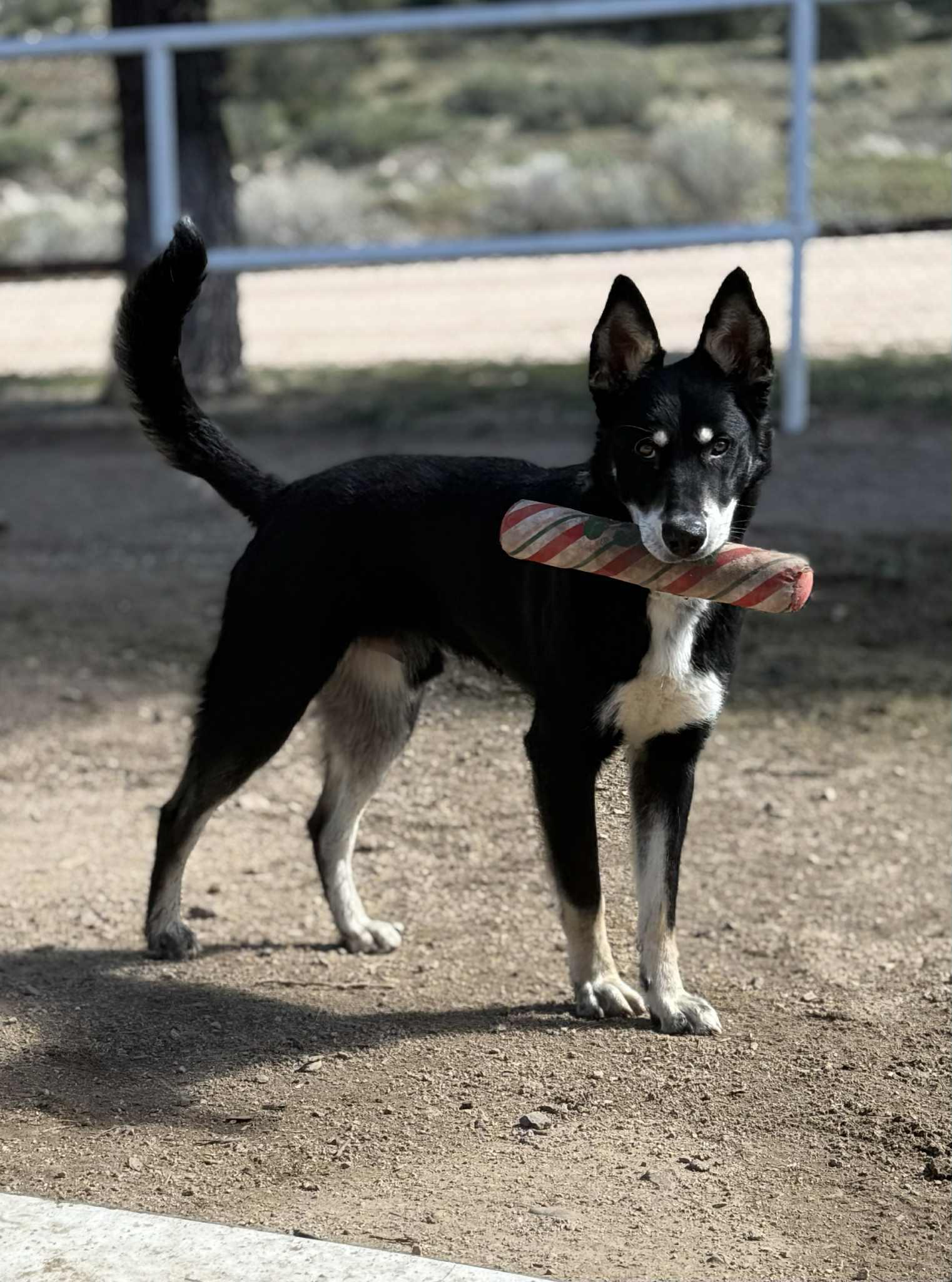 Barkley, ADOPTABLE, Young Male Husky & German Shepherd Dog.