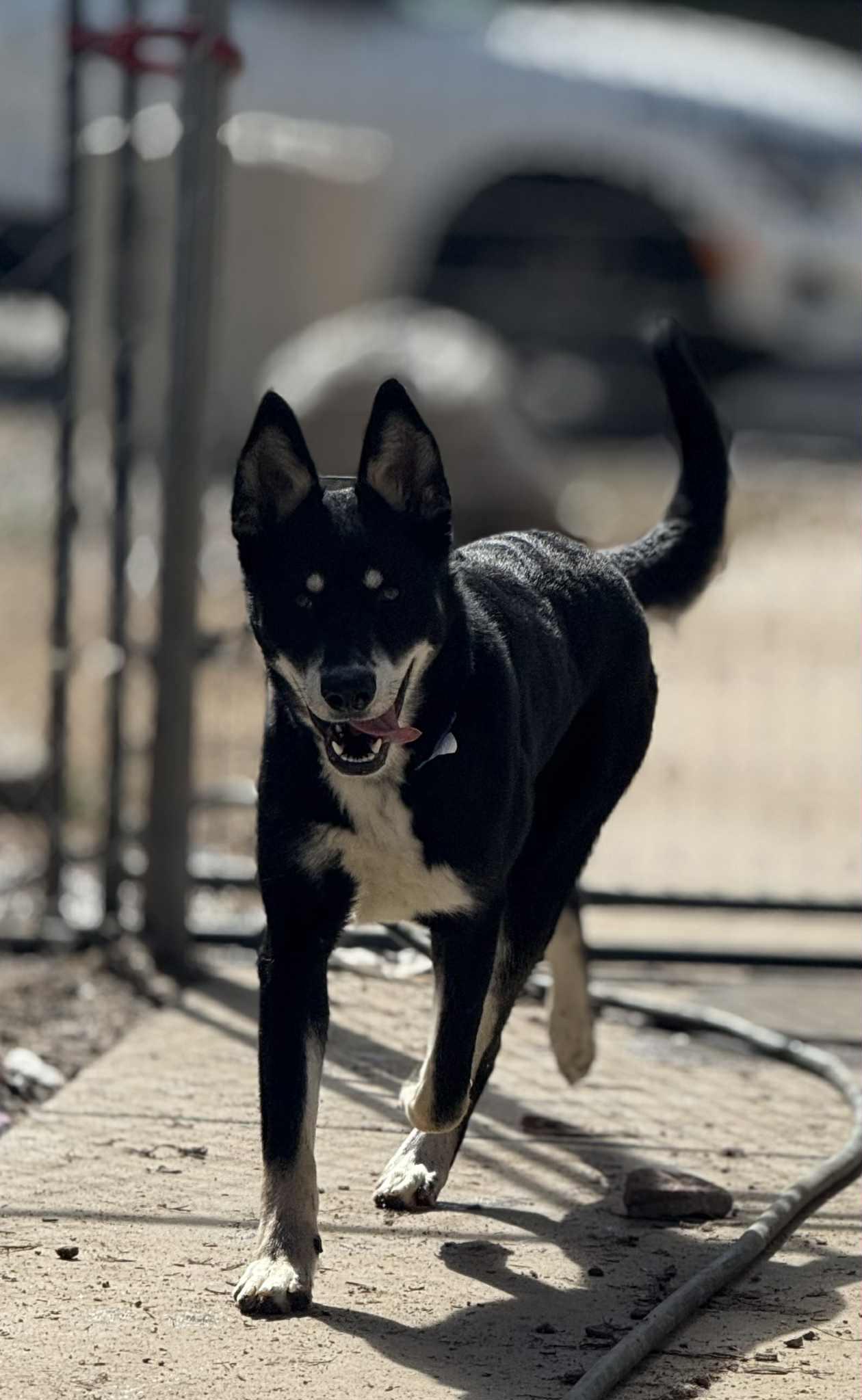Enlarge Barkley, a ADOPTABLE mixed breed in Kuna, ID image 4/4