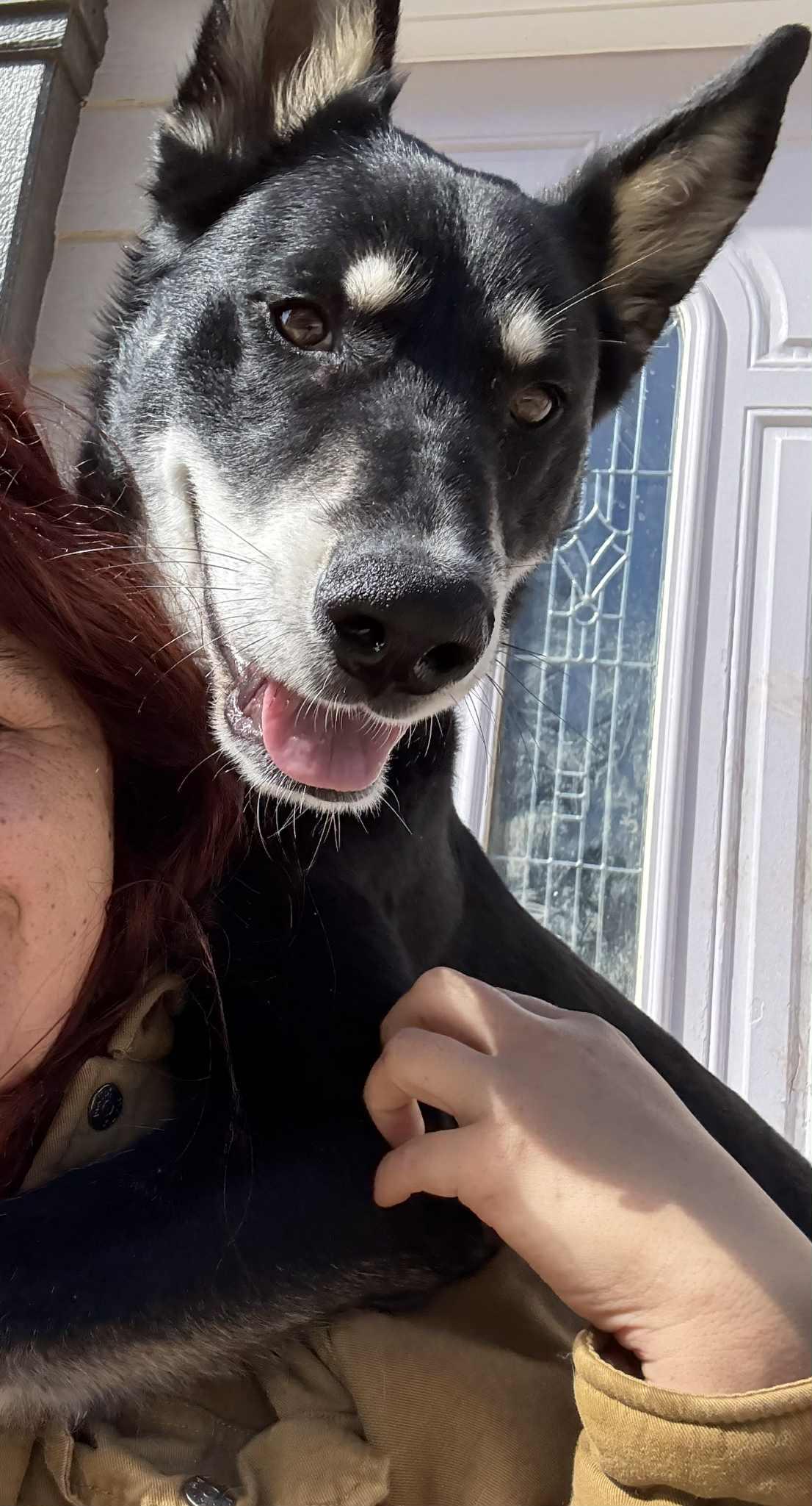 Enlarge Barkley, a ADOPTABLE mixed breed in Kuna, ID image 3/4