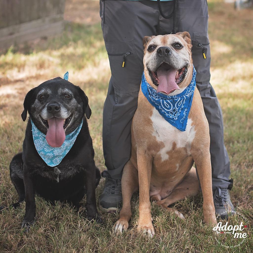 Enlarge Diego Boxer, a Adoptable Boxer in Hockley, TX image 1/6