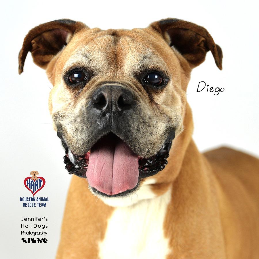 Enlarge Diego Boxer, a Adoptable Boxer in Hockley, TX image 2/6