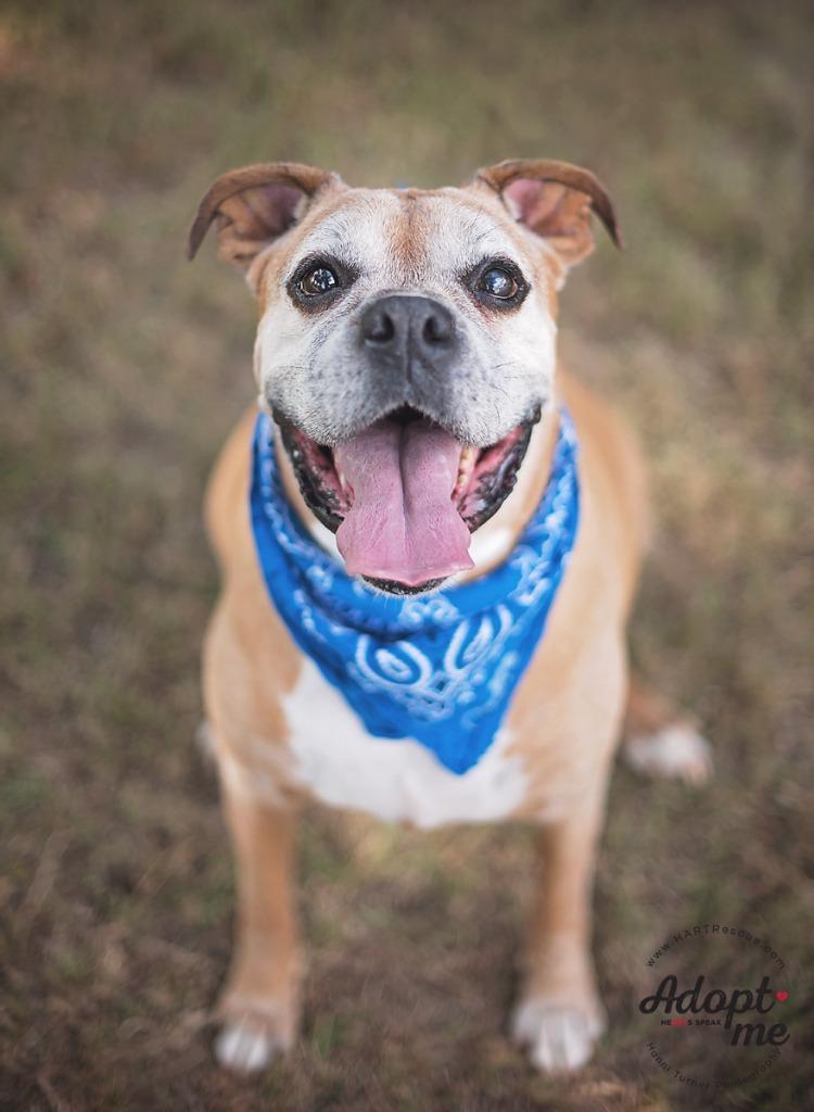 Enlarge Diego Boxer, a Adoptable Boxer in Hockley, TX image 4/6