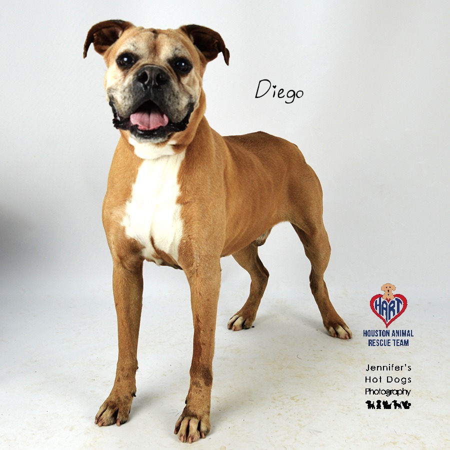 Diego Boxer photo 4