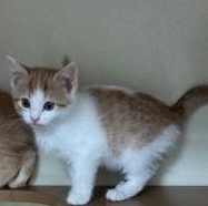 Jackie, ADOPTABLE, Kitten Female Domestic Short Hair.