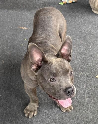 Enlarge Stitch, a Adoptable mixed breed in Irmo, SC image 1/3