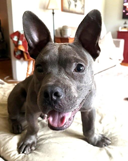 Enlarge Stitch, a Adoptable mixed breed in Irmo, SC image 2/3