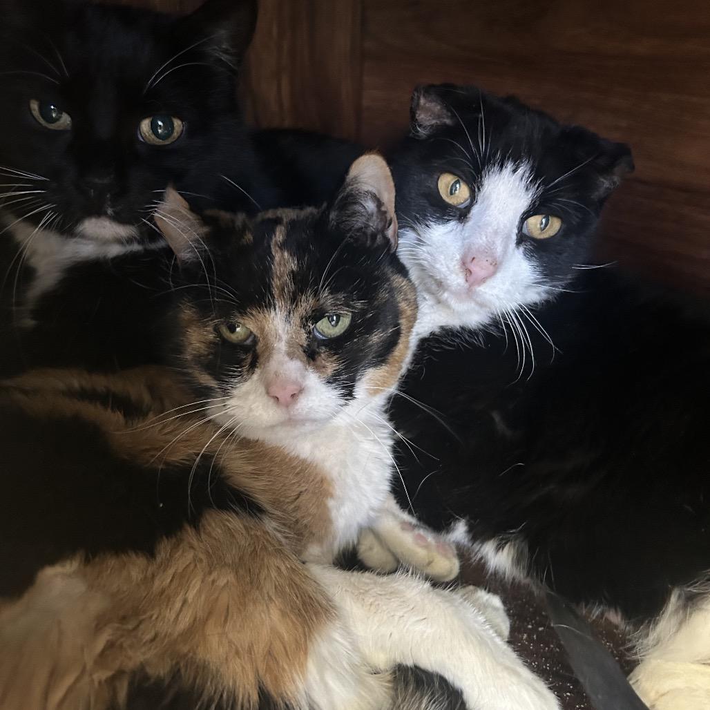 Taffy, Adoptable, Senior Female Domestic Short Hair.