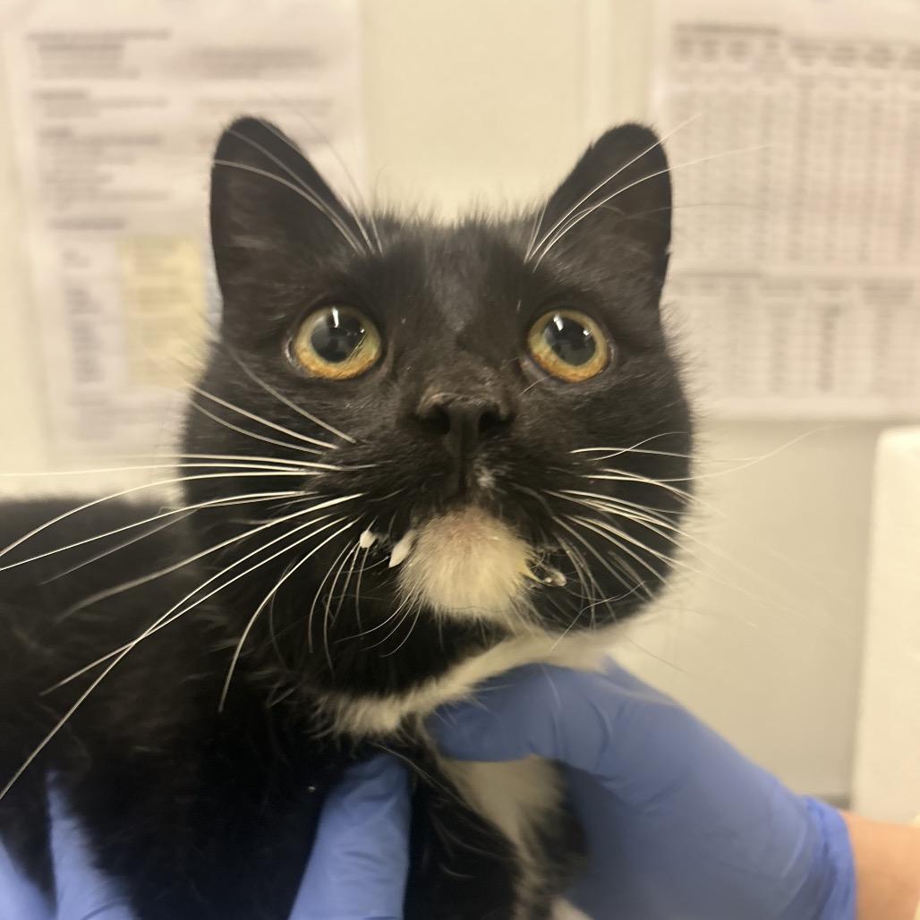Enlarge Taffy, a Adoptable Domestic Short Hair in Park City, UT image 2/4