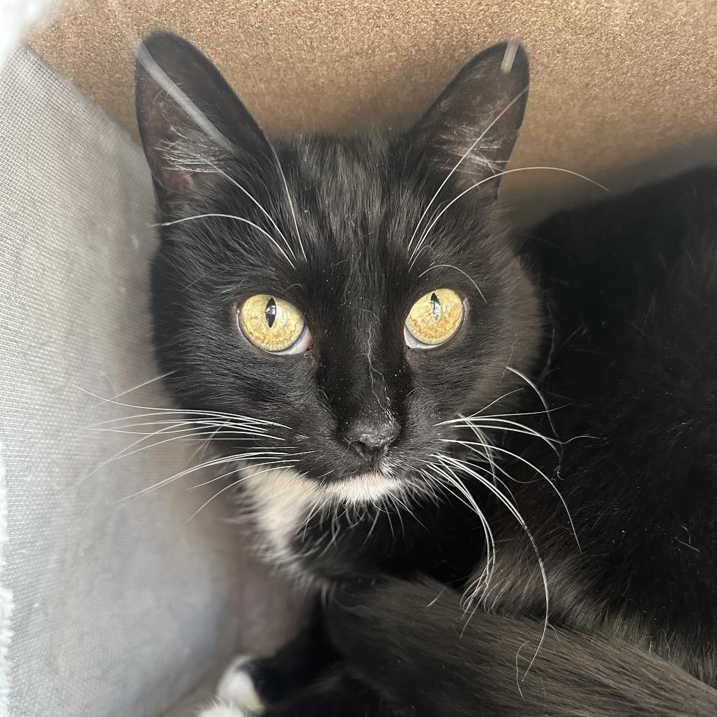 Enlarge Taffy, a Adoptable Domestic Short Hair in Park City, UT image 3/4