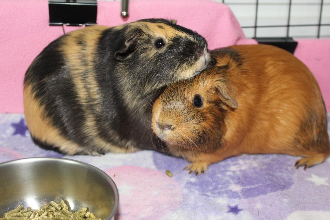 Conan (paired with Alana), a Adoptable Guinea Pig in Hendersonville, NC image 1/4