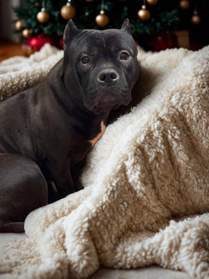 Coco, a Adoptable Pit Bull Terrier in Kuna, ID image 1/2
